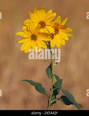 Gelbe Blüten der Jerusalemer Artischocke, Helianthus tuberosus Stockfoto