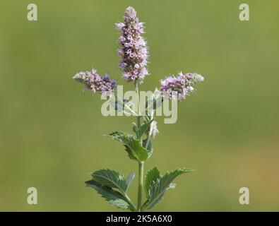 Rosa Blume aus silberner Pferdeminze, Mentha longifolia Stockfoto