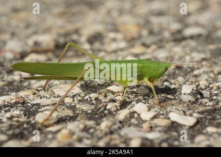 Detailreiche Nahaufnahme einer großen grünen mediterranen Kegelkopfgrasschrecke, Ruspolia nitidula Stockfoto