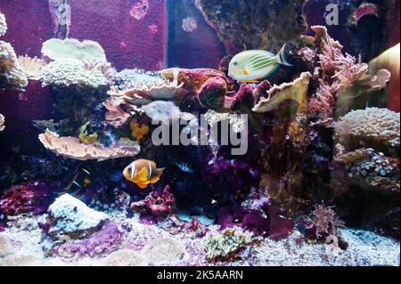 Clownfische oder Anemonefische, Fische aus der Unterfamilie Amphiprioninae im Aquarium. Stockfoto