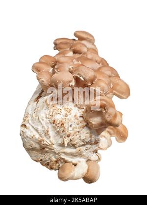 Shiitake Pilze wachsen auf Substrat Pack. Isoliert auf weißem Hintergrund. Stockfoto