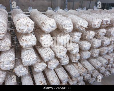 Shiitake-Pilze, die in einer vertikalen Pilzfarm auf Substrat angebaut werden. Stockfoto