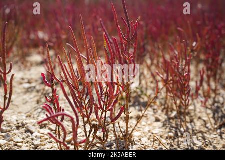 Gewöhnliche Glaswürze aus nächster Nähe. Vegetation der Salzgebiete. Rote Samphire- oder Salicornia-Pflanzen. Gewöhnliche Glaswurze (Salicornia europaea) Stockfoto