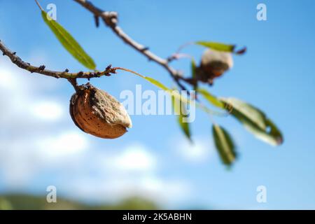 Reife Mandelnüsse auf den Ästen des Mandelbaums im Frühherbst. Reife Mandeln auf den Ästen. Horizontal. Tageslicht. Stockfoto