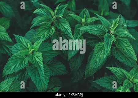 Gewöhnlicher Brennnesselbüsch im Freien. Urtica dioica. Brennnesseln Pflanzen. Konzept der Kräutermedizin. Grünes Laub Hintergrund. Dunkles Blattmuster bei Nacht. Stockfoto