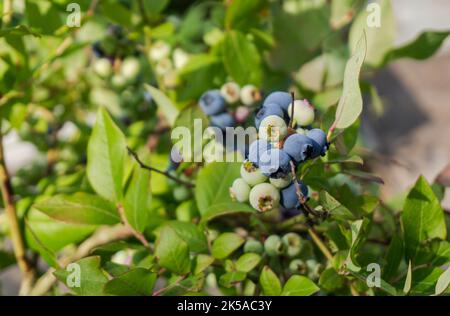 Zweig der reifen Blaubeere auf dem Busch Nahaufnahme, wachsende Bio-Heidelbeere in einem Garten. Stockfoto