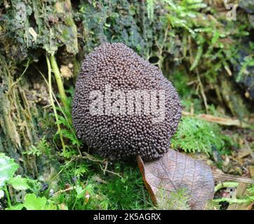 Schwarze Schleimform - Tubifera ferruginosa Stockfoto