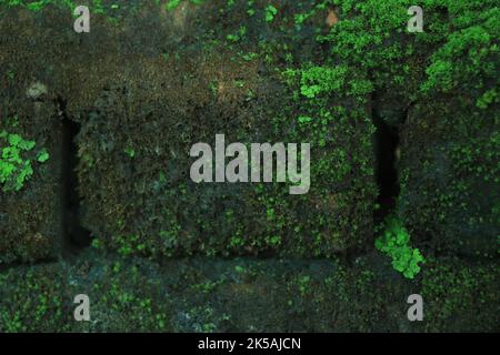 Moos oder Pilze wachsen an alten Wänden Stockfoto