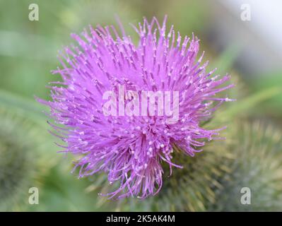 Die Speerdistel Cirsium vulgare blühende rosa Blume Stockfoto