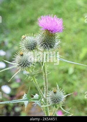 Die Speerdistel Cirsium vulgare blühende rosa Blume Stockfoto