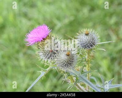 Die Speerdistel Cirsium vulgare blühende rosa Blume Stockfoto