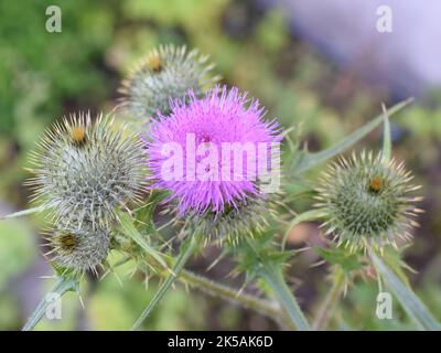 Die Speerdistel Cirsium vulgare blühende rosa Blume Stockfoto