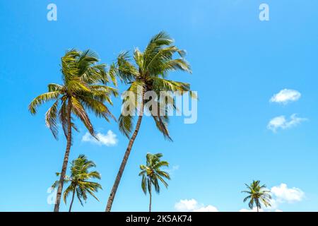 Kokospalmen und sommerblauer Himmel, tropischer Hintergrund Stockfoto