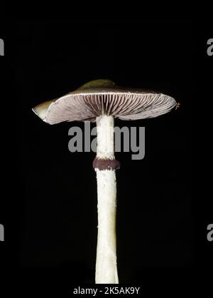 Der agarische Dungpilz Protostropharia semiglobata auf dunklem Grund Stockfoto