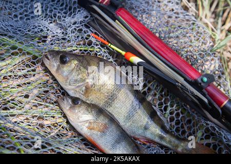 Fische fangen. Mehrere Fische von gemeinem Barsch oder europäischem Barsch, bekannt als Perca Fluviatilis mit Schwimmstab auf schwarzem Fischernetz. Stockfoto