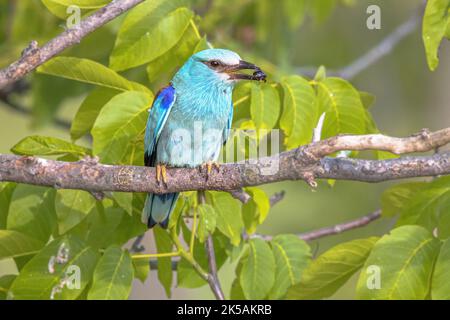 Europäische Walze (Coracias garrulus), die auf einem Ast thront. Dieser Zugvögel brütet in Südeuropa. Bulgarien. Wildlife Szene der Natur in Europa. Stockfoto