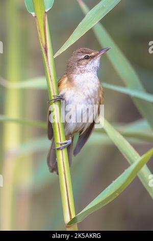 Der große Schilfrohrsänger (Acrocephalus arundinaceus) ist eine eurasische Singvögel der Gattung Acrocephalus. Männlicher Vogel, der im Schilf singt. Wildlife Szene der Natur Stockfoto