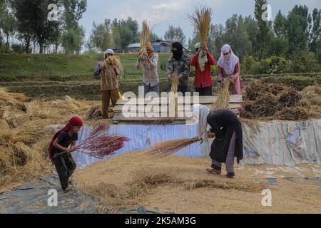 Srinagar, Indien. 29. September 2022. Während der Erntezeit von Reisfeldern im Bezirk Budgam, südwestlich von Srinagar, sahen die Bauern in Kashmiri auf einem Feld ein Dreschpaddy. Paddy ist die am weitesten verbreitete Ernte in Jammu und Kaschmir und hat ein umfangreiches Anbaugebiet. Er wird im Juni gesät und im September-Oktober geerntet. Paddy wird auf etwa 1,40 lakh Hektar Land geerntet, was 28 Prozent der gesamten landwirtschaftlichen Flächen in Kaschmir ausmacht. Der Herbst markiert die Zeit der traditionellen Ernte in Kaschmir. (Foto von Faisal Bashir/SOPA Images/Sipa USA) Quelle: SIPA USA/Alamy Live News Stockfoto