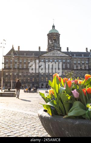 Dam Square Amsterdam mit Tulpen in den Niederlanden Stockfoto