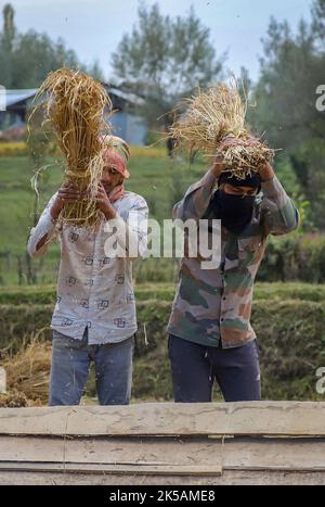 Srinagar, Indien. 29. September 2022. Während der Erntezeit von Reisfeldern im Bezirk Budgam, südwestlich von Srinagar, sahen die Bauern in Kashmiri auf einem Feld ein Dreschpaddy. Paddy ist die am weitesten verbreitete Ernte in Jammu und Kaschmir und hat ein umfangreiches Anbaugebiet. Er wird im Juni gesät und im September-Oktober geerntet. Paddy wird auf etwa 1,40 lakh Hektar Land geerntet, was 28 Prozent der gesamten landwirtschaftlichen Flächen in Kaschmir ausmacht. Der Herbst markiert die Zeit der traditionellen Ernte in Kaschmir. (Foto von Faisal Bashir/SOPA Images/Sipa USA) Quelle: SIPA USA/Alamy Live News Stockfoto