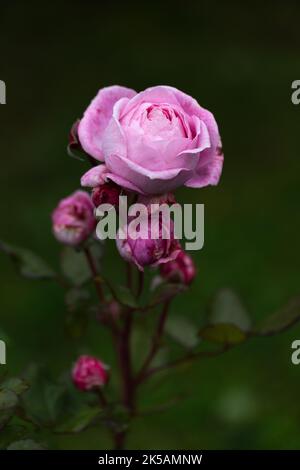 Anmutige Triebe von mittelgroßen rosa Rosen mit Knospen auf dunkelgrünem Gartenhintergrund Stockfoto