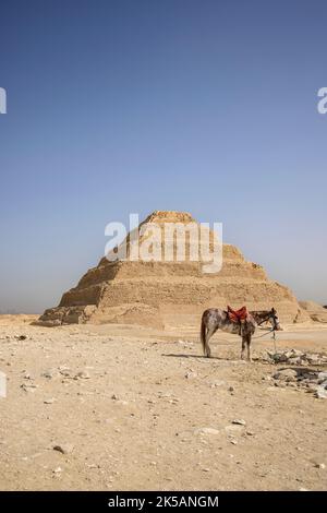 Esel vor der Stufenpyramide von djoser in der archäologischen Stätte saqqara in ägypten Stockfoto
