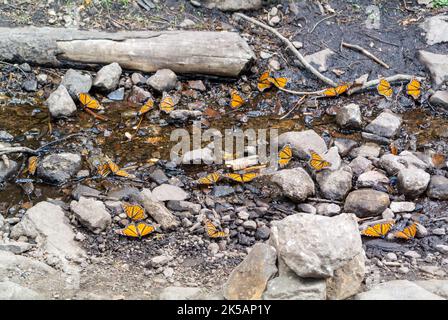 Angangueo, Michoacán, Mexiko, 8. August 2018: Monarchen, Monarchschmetterlinge (Danaus plexippus) überwintern in der Monarch Butterfly Biosphere Re Stockfoto