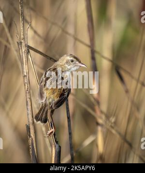 Zitting cisticola oder gestreift Fantail-Waldsänger ist ein weit verbreiteter Old World-Waldsänger. Stockfoto