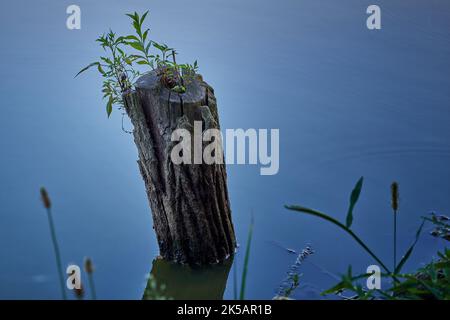 Eine Nahaufnahme eines Stumpfes im Wasser. Stockfoto