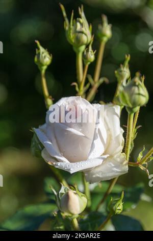 Wunderbare Trauben mit sehr eleganten Knospen und Blütenrose. Creme mit einem Hauch von Aprikosenfarbe Rose im Garten. Stockfoto