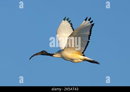 Ein afrikanischer heiliger Ibis (Threskiornis aethiopicus) im Flug mit offenen Flügeln, Südafrika Stockfoto