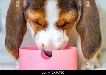 Beagle Hund Welpe isst Nahrung aus Schüssel. Kopf und Schale des Hundes aus der Nähe. Vorderansicht Stockfoto