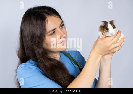 Der Tierarzt hält ein kleines Meerschweinchen in den Händen, streichelt es und lächelt. Stockfoto