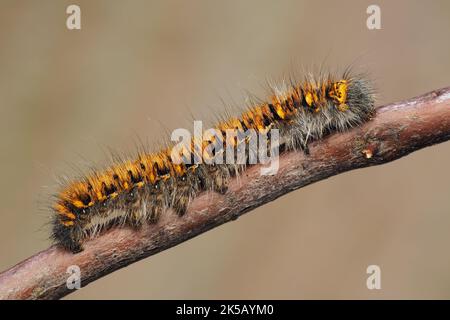 Die Eggarmottenraupe (Lasiocampa quercus) in der Ruhe auf dem Ast. Tipperary, Irland Stockfoto