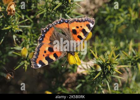Kleiner Tortoiseshell-Schmetterling (Aglais urticae), der auf Gorse thront. Tipperary, Irland Stockfoto