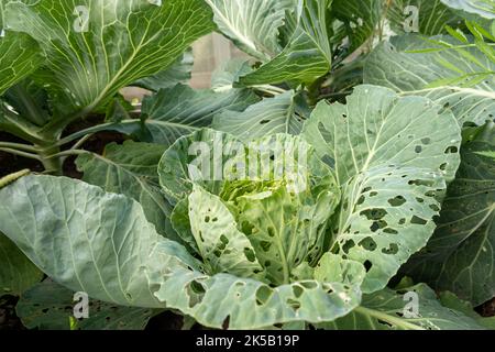 Kohl, der von Raupen im Garten gegessen wird. Beschädigter Weißkohl hinterlässt in Löchern. Stockfoto