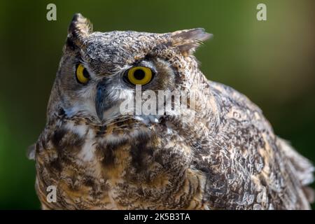 Ein Porträt einer weisen südamerikanischen Großhörnigen Eule Stockfoto