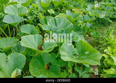 Grüne Kürbisblätter wachsen auf dem Gemüsegarten. Kürbisblätter aus der Nähe im Gemüsegarten Stockfoto