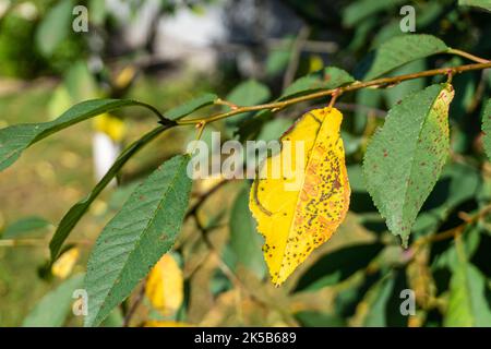 Kirschblattfleck durch Blumeriella jaapii-Pilz verursacht. Gelbblättriges Blattläuschen Kokkosen von Kirsch- und Pflaumenbäumen. Braune Flecken auf den Blättern. Stockfoto