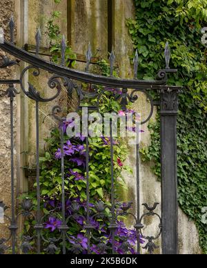 Wunderschöne Clematis in Mirabell Gardens, Salzburg Stockfoto