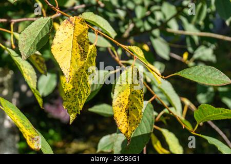 Durch den Pilz Blumeriella jaapii verursachte Kirschblatt-Fleckenkrankheit oder Coccomykose. Gelbe Kirschblätter mit braunen Flecken. Stockfoto