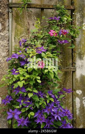 Wunderschöne Clematis in Mirabell Gardens, Salzburg Stockfoto