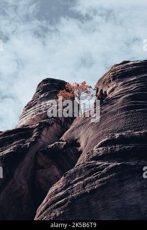 Eine Aufnahme eines einsamen Baumes, der oben auf dem Canyon im Nationalpark in Arizona, USA, unter blauem bewölktem Himmel steht Stockfoto