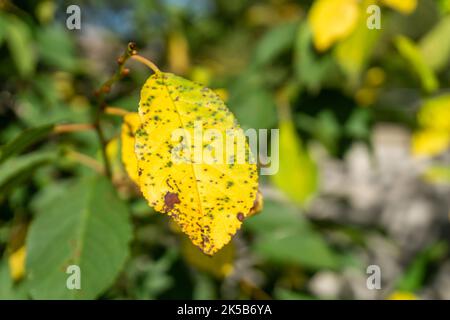 Durch den Pilz Blumeriella jaapii verursachte Kirschblatt-Fleckenkrankheit oder Coccomykose. Gelbe Kirschblätter mit braunen Flecken aus der Nähe. Stockfoto