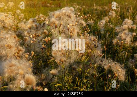 Cirsium arvense. Feld mit verblassenem schleichenden Distel. Wildblumen auf dem Feld. Schleichende Distel mit flauschigen Saatköpfen Stockfoto