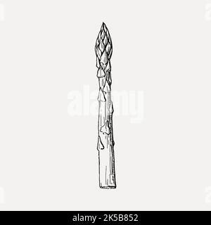 Spargel Cliparts, Vintage Illustration Vektor. Stock Vektor