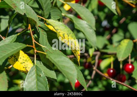 Durch den Pilz Blumeriella jaapii verursachte Kirschblatt-Fleckenkrankheit oder Coccomykose. Gelbe Kirschblätter mit braunen Flecken. Stockfoto