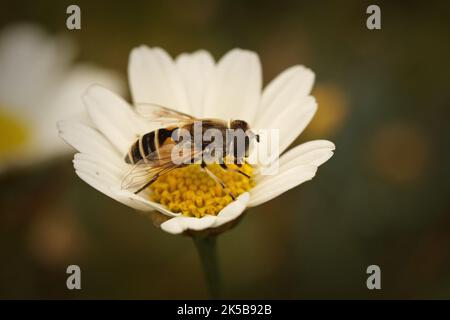 Detaillierte Nahaufnahme einer europäischen Drohnenfliege, Eristalis arbustorum, die auf einem grünen Blatt sitzt Stockfoto