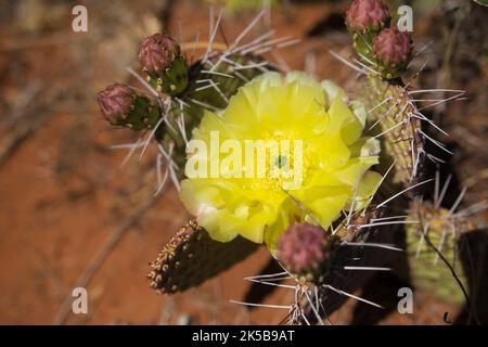 Eine Nahaufnahme der stacheligen gelben Blume im Zion National Park Stockfoto