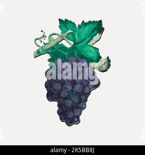 Trauben Cliparts, vintage Illustration Vektor. Stock Vektor